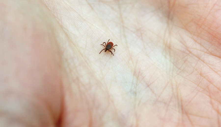 How to Stay Away from Tick Diseases this Summer