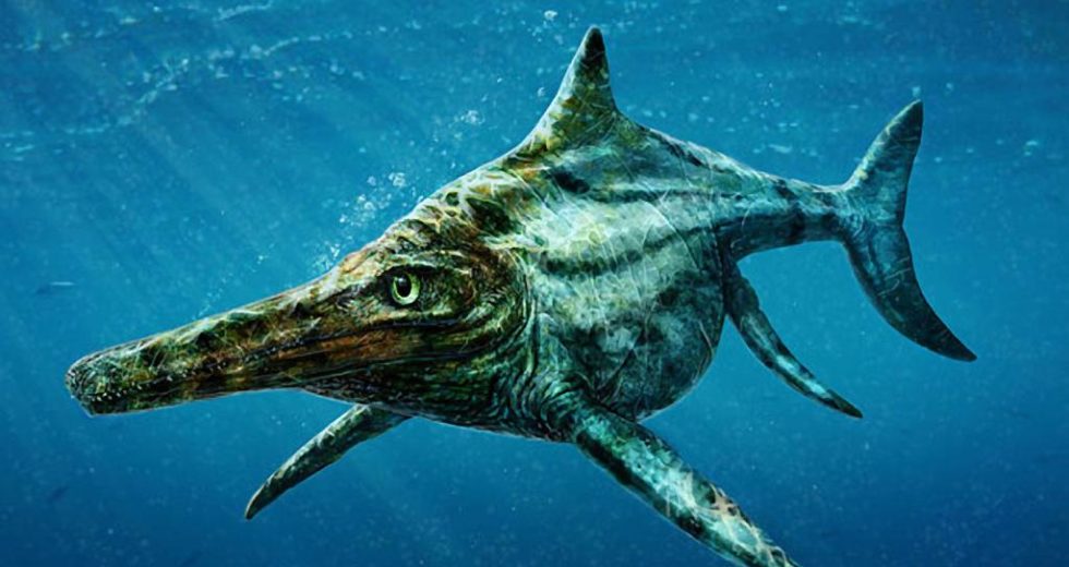 The Largest Prehistoric Aquatic Reptile, An Ichthyosaur Specimen, Has Been Discovered