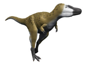 Baby T. Rex Or A Small Tyrannosaurus Species, Nanotyrannus – The Montana Dinosaur Fossil Raises Controversies