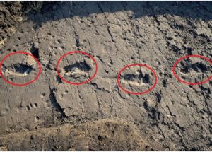 Oldest Human Footprint to Date had been Uncovered