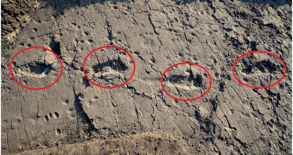 Oldest Human Footprint to Date had been Uncovered