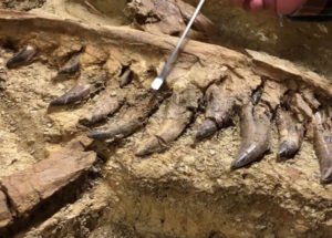 T-Rex Fossil Was Found But It’s Not What You’d Expect