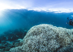 The Great Barrier Reef is in Danger and This Will Affect Humanity as Well
