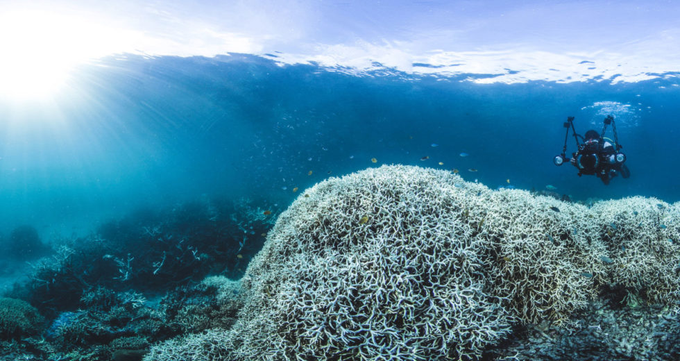 The Great Barrier Reef is in Danger and This Will Affect Humanity as Well