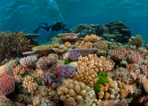 Using Sunscreen Also Damages Reef Corals – Here Are Some Alternatives
