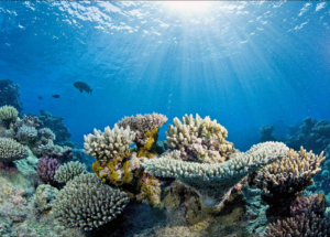 Great Barrier Reef: Australian Government Plans On Investing About $379 Million USD In Corals Preservation