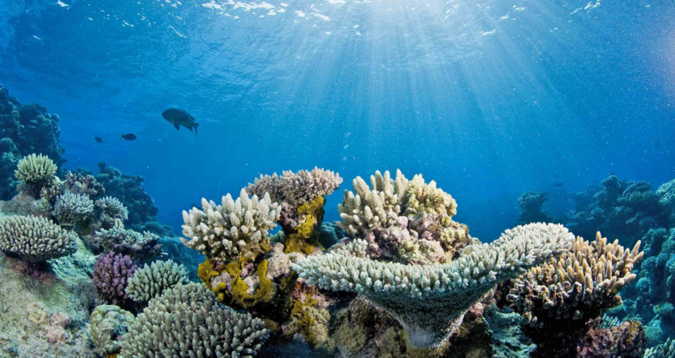 Great Barrier Reef: Australian Government Plans On Investing About $379 Million USD In Corals Preservation