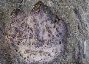 Huge Dinosaur Footprints Discovered In Scotland Will Shed Light On The Mysterious Middle Jurassic Period