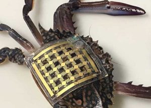 Marine Skin Wearable Sensors Device Was Developed To Track Marine Animals
