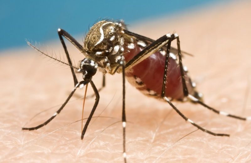 Qubec Is Facing Twice As Many Malaria Cases Than Previously – Quebeckers Return Home With Malaria