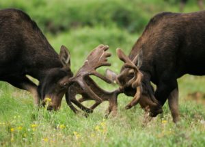 Sexual Selection And Competitiveness Might Lead To Some Species Extinction, According To New Studies
