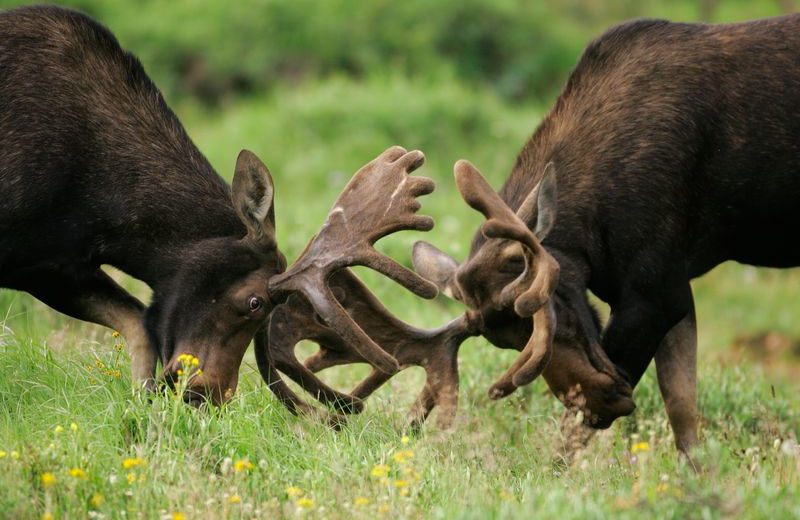 Sexual Selection And Competitiveness Might Lead To Some Species Extinction, According To New Studies