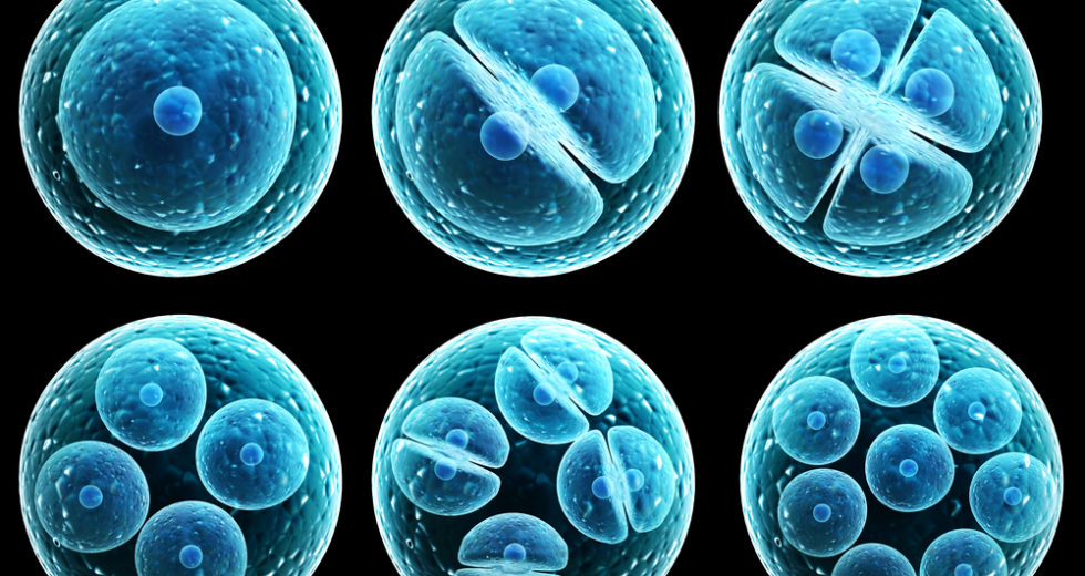 Stem Cells Have Been Successfully Used To Treat Macular Degeneration In A New Clinical Trial