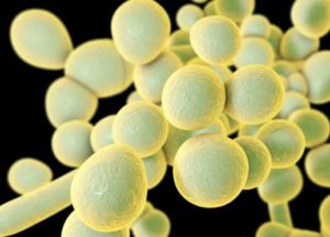 A New Global Issue Appears as Levels Of Resistance To Antifungal Drugs Grow
