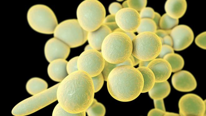 A New Global Issue Appears as Levels Of Resistance To Antifungal Drugs Grow