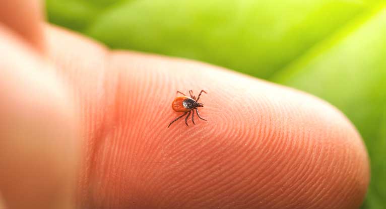 Are We Getting a Tick Explosion This Summer?