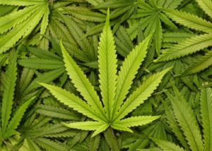 Cannabis Has The Potential To Protect Against Ovarian Cancer, According To 2 New Studies