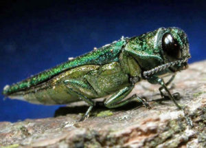 Is the Emerald Ash Borer Increasing Because of the Climate Change?