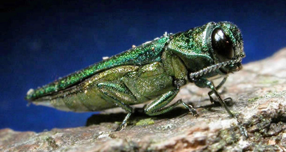Is the Emerald Ash Borer Increasing Because of the Climate Change?