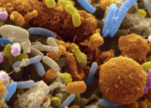 Microbial Community Develops Into Productive Unit Only If The Members Are Related, Scientists Revealed