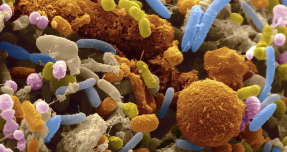 Microbial Community Develops Into Productive Unit Only If The Members Are Related, Scientists Revealed