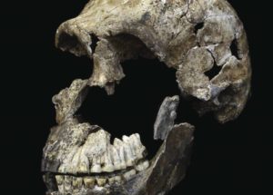 Homo Naledi Ancient Humans Shed More Light On The Brain Evolution In Humans