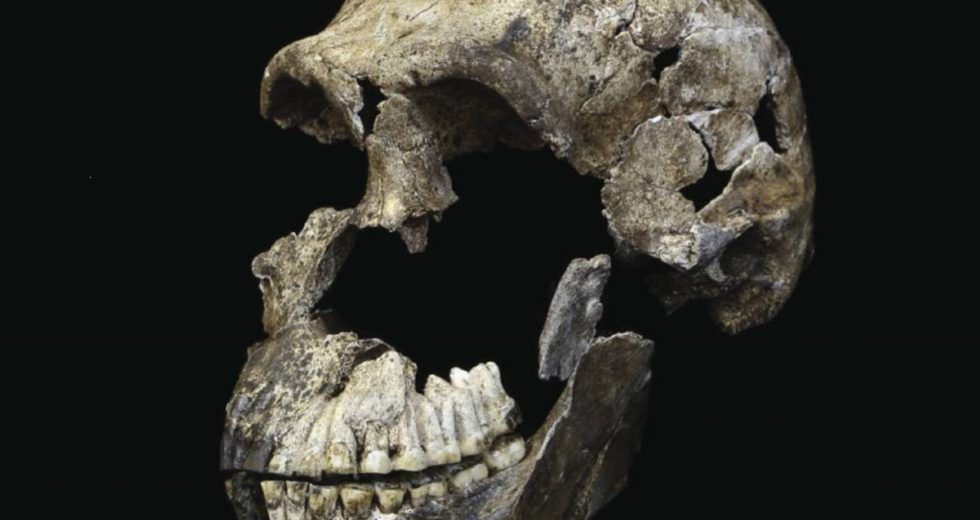 Homo Naledi Ancient Humans Shed More Light On The Brain Evolution In Humans