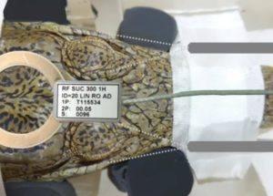 A Crocodile Was Put In An MRI Scanner And Exposed To Classical Music To Help Scientists Understand The Mammalian Nervous Systems Evolution