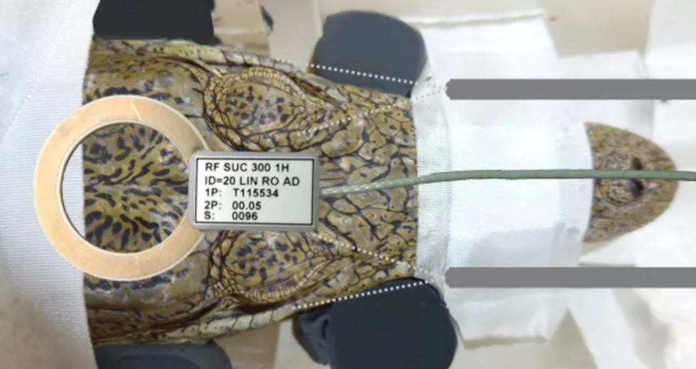 A Crocodile Was Put In An MRI Scanner And Exposed To Classical Music To Help Scientists Understand The Mammalian Nervous Systems Evolution