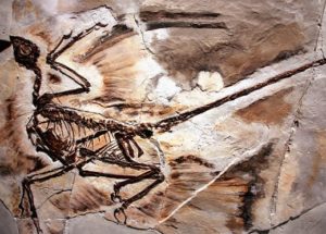 Fossilized Dandruff Has Been Found In Ancient Feathered Dinosaurs Remains