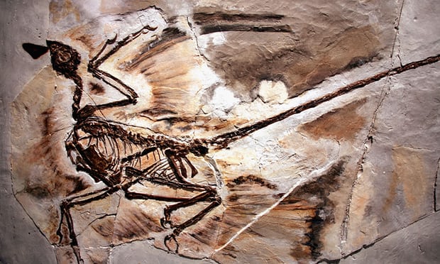 Fossilized Dandruff Has Been Found In Ancient Feathered Dinosaurs Remains