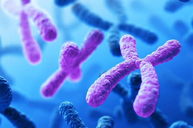 Genetic Diversity Collapse In Y-Chromosomes In Ancient Humans Linked To Social Changes And Wars