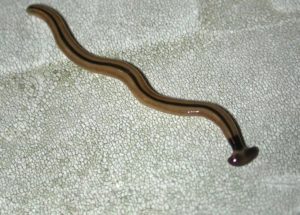 Giant Flatworms Of Up To 40 Centimeters In Length Invaded France