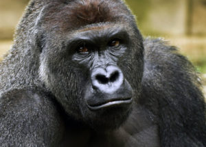 Intestinal Microbiota Studied From Gorilla Feces Could Lead To A Healthier Human Diet