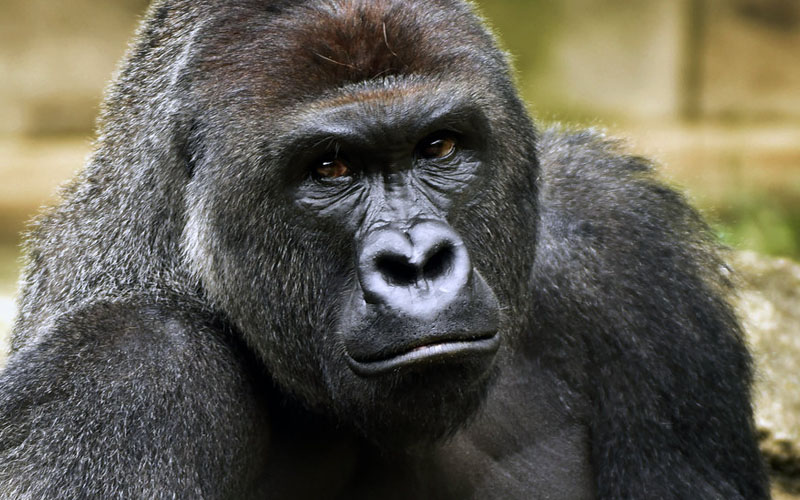 Intestinal Microbiota Studied From Gorilla Feces Could Lead To A Healthier Human Diet
