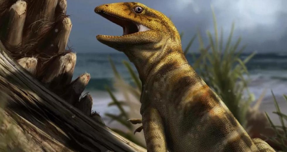 Ancient Reptile Megachirella, Found 20 Years Ago, Recently Unveiled As The Ancestor Of All Lizards