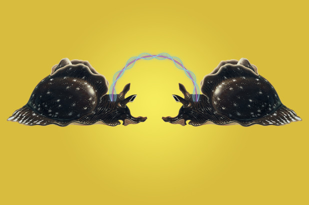 Memory Transplant Has Been Performed With Success In Marine Snails