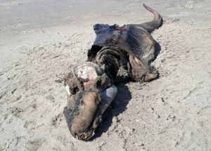 Mysterious Creature Found On A Beach In The UK Puzzles The Scientists