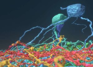 New Types Of Neurons Have Been Found During A Study That Involved 250K Video Game Players