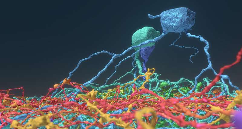 New Types Of Neurons Have Been Found During A Study That Involved 250K Video Game Players