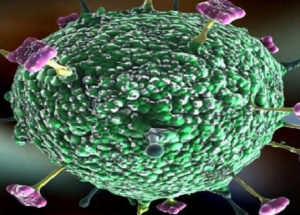 Nipah Virus Has No Cure, Is Very Virulent, And May Cause A Global Pandemic, Said The WHO