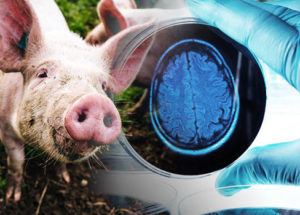 Scientists Managed To Keep A Pig Brain Alive For 36 Hours, Separated From The Body