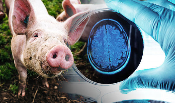 Scientists Managed To Keep A Pig Brain Alive For 36 Hours, Separated From The Body
