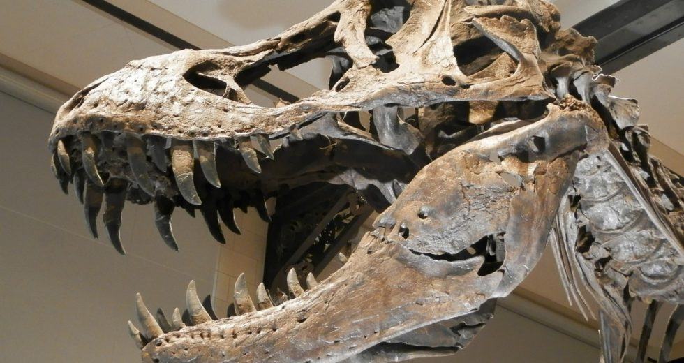 Rare Dinosaur, A Galeamopus, To Be Displayed In A Cincinnati Brewery, Today