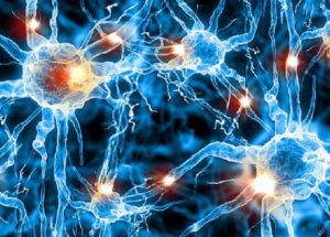 Smarter People Possess Bigger And Faster Brain Cells Than Others, Literally