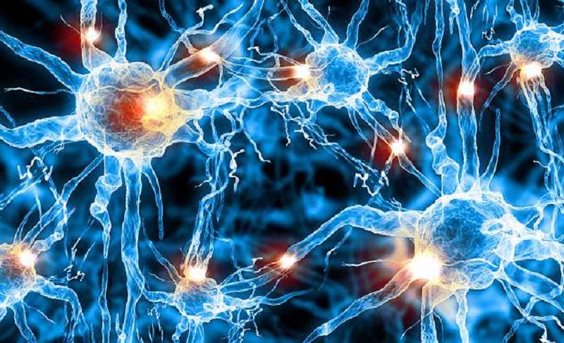 Smarter People Possess Bigger And Faster Brain Cells Than Others, Literally