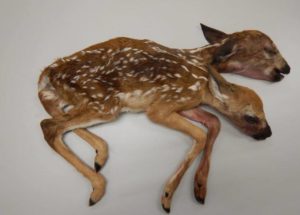 Two-Headed Deer Discovered In Minnesota Astonished The Scientists