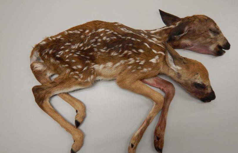 Two-Headed Deer Discovered In Minnesota Astonished The Scientists