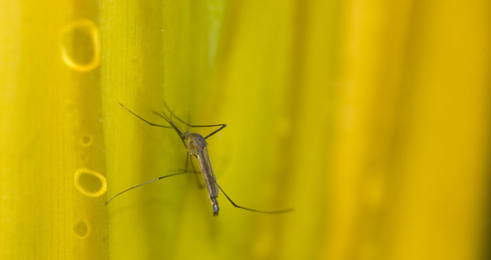The Possibility Of A Yellow Fever Outbreak Frightens The Health Officials In Florida