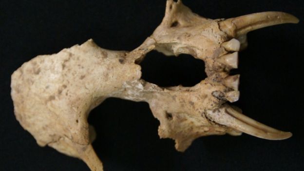 Mysterious Extinct Ape Unearthed From A 2,300-Year-Old Ancient Chinese Tomb